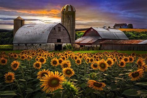 Evening Sunflowers Art Print By Debra And Dave Vanderlaan Farm