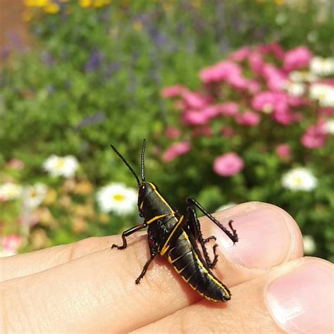 Black florida grasshopper with orange and yellow spots!! maycintadamayantixibb: Black Grasshopper With Green Stripe