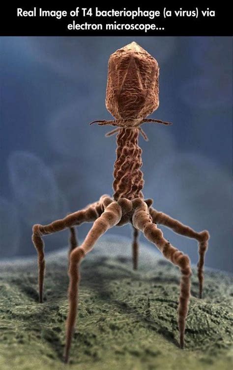 Real Image Of A T4 Bacteriophage Via An Electron Microscope Electron