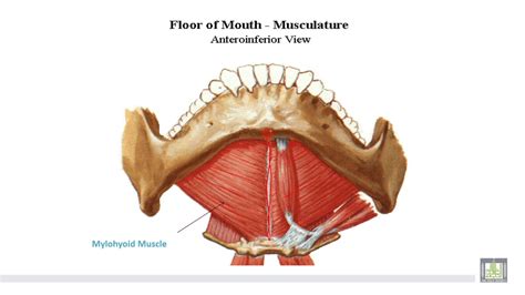 Muscles Of Floor Of Mouth Carpet Vidalondon