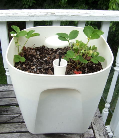 Diy Self Watering Planter Options · Little Victorian