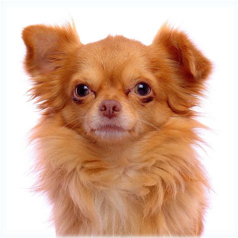 Adult Long Haired Tan Chihuahua Ginger Dog Domestic Canine Pets