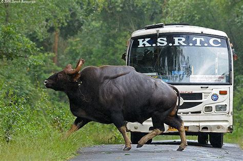 The World’s Largest Living Bovid The Gaur Reaching 7 Feet Tall At The Shoulder Natureismetal