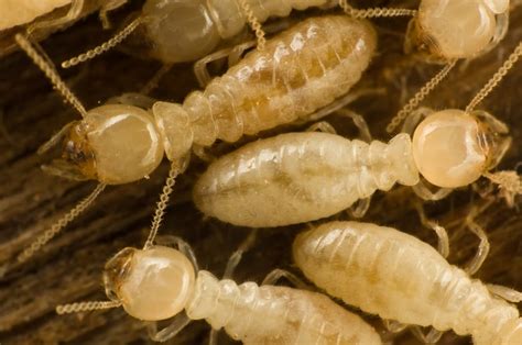 Termite Facts Information And Pictures Terminix