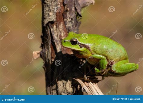 Selective Focus Shot Of Green Hyla Meridionalis Frog On Tree Branch