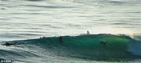 Riding Their Luck 12ft Great White Shark Pictured In San Diego Wave Just Feet Away From