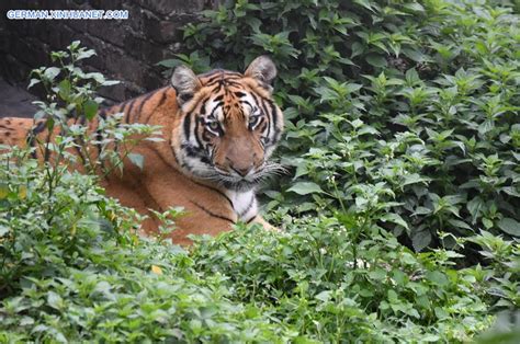 In Bildern Südchinesische Tiger Im Naturschutzgebiet Meihua Gebirge