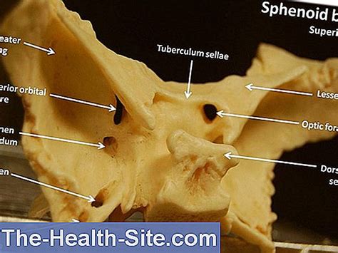Sphenoid Coloana Vertebrală Sphenoidă Anatomie Și Funcție 💊