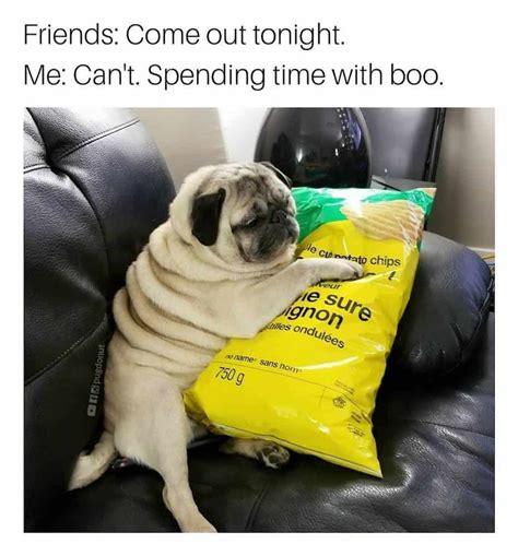 The Best Pug Memes On The Internet