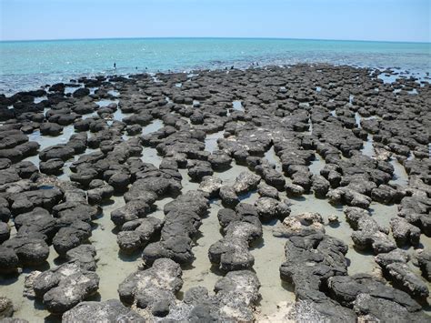 Stromatolites Western Australia May Look Like Rocks But They Are In