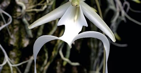 Rare Ghost Orchids Making A Comeback Thanks To Florida Scientists