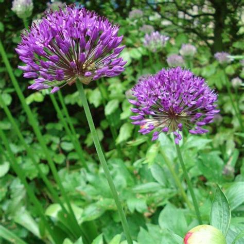 Allium Purple Sensation Le Jardin Du Prahor