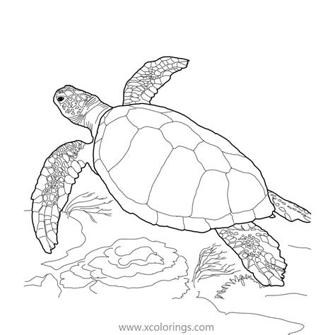 Sea Turtle Adult Coloring Page Free Printable Sea Turtle Coloring