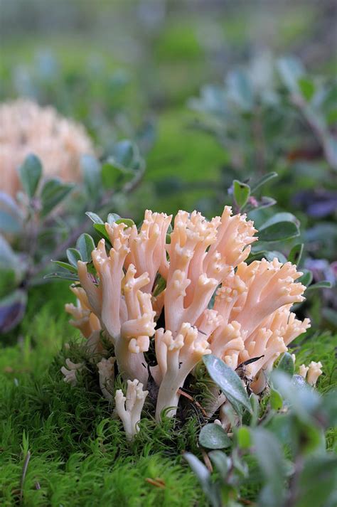 Pink Coral Fungus Ramaria Formosa Photograph By Kevin Oke Fine Art