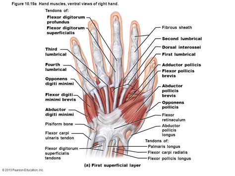Hand Anatomy Dorsal View