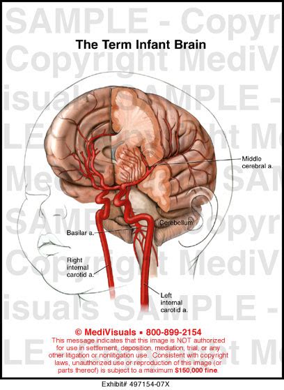 Medivisuals The Term Infant Brain Medical Illustration