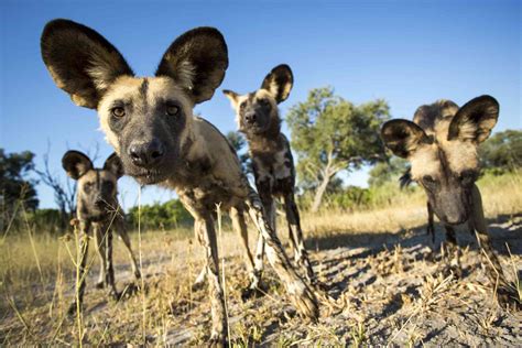 Wild Dogs In Africa Awardjord