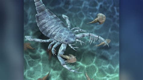 Huge Ancient Sea Scorpion Species Discovered Bbc Newsround