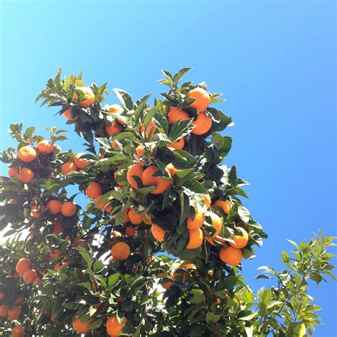 The Abcs Of Healthy Citrus Trees