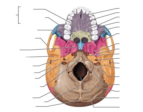 We did not find results for: Inferior view of skull Quiz