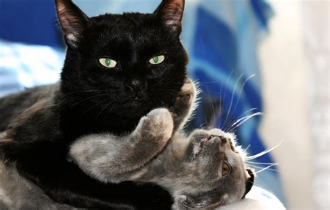 Wallpaper Cat Love Game Kitty Hugs Love Black Cat Kitten Hug