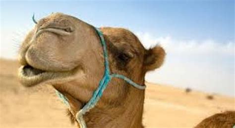 10 facts about camels fact file