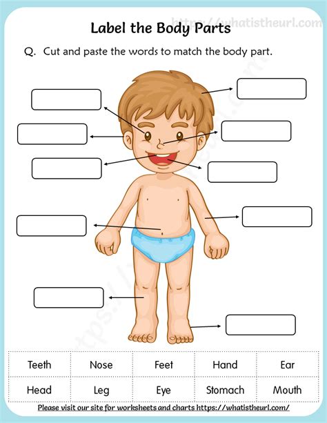 Label The Body Parts Worksheet Printable PDF Your Home Teacher