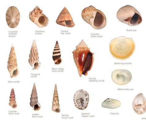 Pin By Joyce Webb On Seashells Sea Shells Types Of Shells Seashell