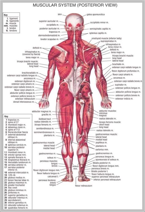 Lower Back Muscle Anatomy Diagram Graph Diagram Sexiz Pix