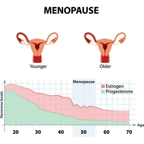 Progesterone Progesterone Levels Age S Oestrogen Every Woman