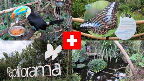 Papiliorama Swiss Butterfly Garden And More Youtube