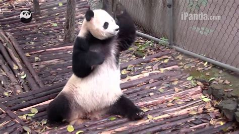 Panda Raising Its Hand Youtube