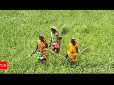 Punjab And Haryana Way Ahead Of Other States In Rice Wheat Yields Chandigarh News Times Of