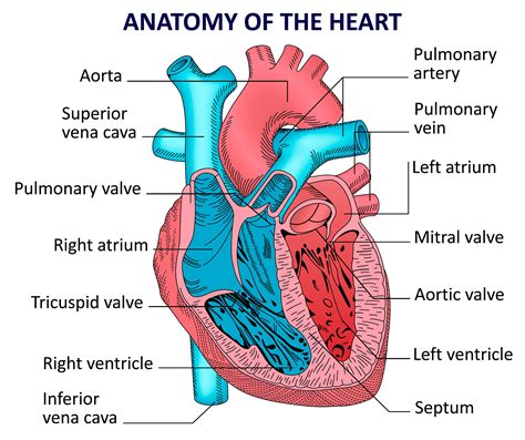Human Heart Anatomy Vector Diagram In 2021 Heart Anatomy Human