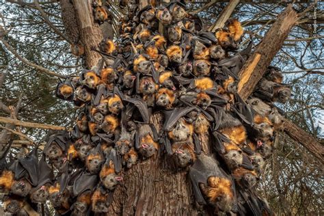 🔥 Grey Headed Flying Foxes Clumping Together On Tree Trunk During