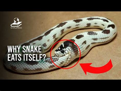 Why Do Snakes Eat Themselves Exploring This Bizarre Behavior