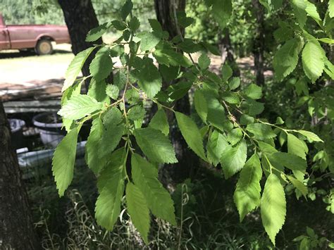 what-kind-of-elm-tree-is-this-leaves-are-no-larger-than-2-,-zone-2-canada,-picture-of-larger