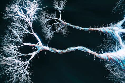 Branch Like Projections Called Dendrites May Help Neurons Perform