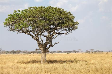 African Savanna Sausage Tree Kigelia Africana In The African Savanna