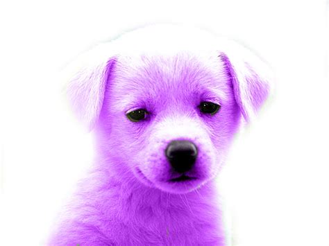 Purple Puppy By Katpann On Deviantart