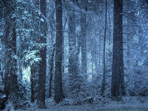 Snow Forest Wallpapers Wallpaper Cave
