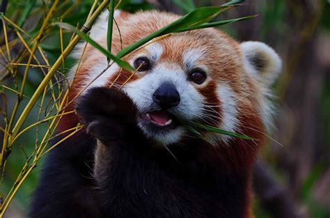 √99以上 Endangered Red Panda Facts 329012 Endangered Animals Red Panda