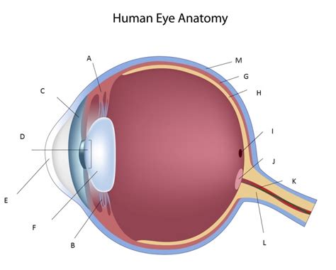 Diagram Of The Eye With Labels Clipart Best