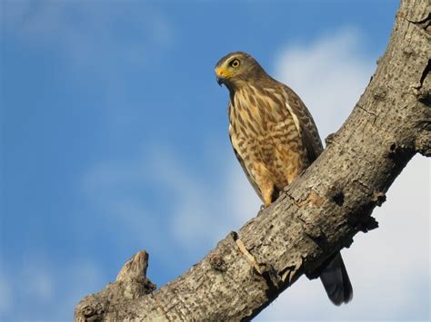 Hawks In Texas 12 Species With Pictures Daily Birder