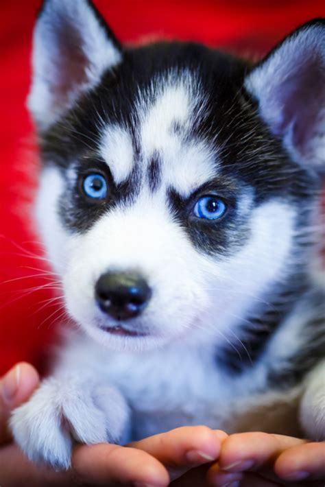 Craftism The Best White Husky Puppy With Blue Eyes For Sale Ideas
