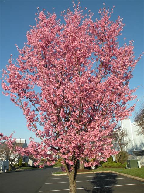 Lindsay Pindsay: Pretty Things Thursday: Okame Cherry Tree