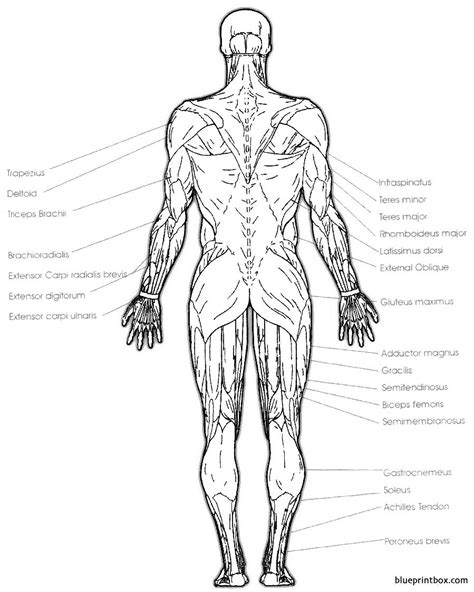 The serratus posterior inferior and superior. posterior muscle - BlueprintBox.com - Free Plans and ...