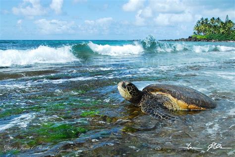 Photo Laniakea Honu By Jason O Rourke On Px Sea Turtle Pictures
