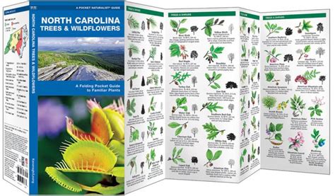 North Carolina Trees And Wildflowers Pocket Naturalist Guide