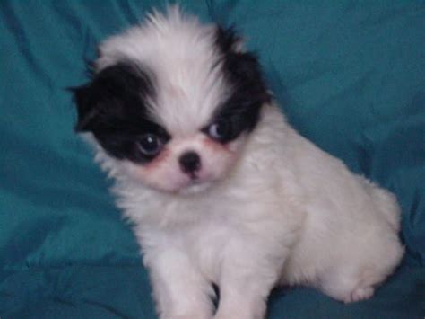 Japanese Chin Puppies For Sale Arlington Wa 247056